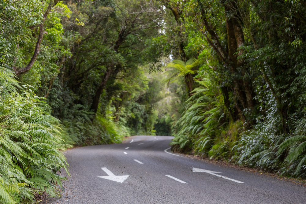 road in remote jungle in New Zealand KeepLeft