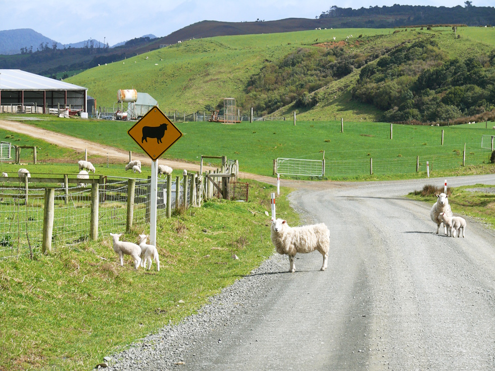 Sheeps in the middle of a gravel path in New Zealand Close up of car on the road